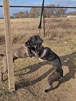 A post by @cannon_bulldogs on TikTok caption: Helps keep our dogs in shape #dogs #oldeenglishbulldogge #bulldog #puppy #fyp #agilitydog 