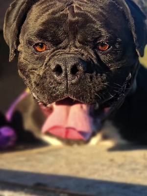 A post by @cannon_bulldogs on TikTok caption: How does your Bulldogge breathe? #bulldog #oldeenglishbulldogge #pets #dogs #animallover 