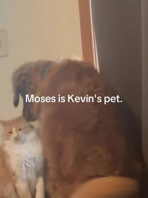 A post by @thekevinandmosesshow on TikTok caption: #dog #annoying #perro #cat #gato #meow #stop #leave #sick #comeon #stupid #stupiddog #dumbdog #pets #playing