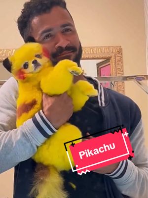 A post by @gabrielfeitosagrooming on TikTok caption: Pikachu I choose yoooou! #cutedog #pokemon #pomeranian 