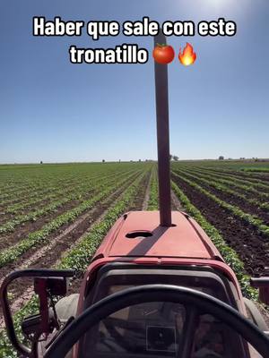 A post by @agro.sin.mx on TikTok caption: Cultivación de tomatillo 🚜🍅🍀