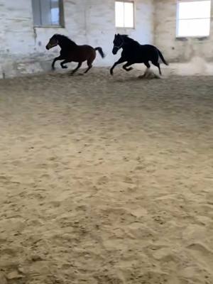 A post by @spickiee on TikTok caption: Doof plus doof ergibt doppeldoof 🤣🤣 #equestrian #traber #warmblut #crazygirls #spickiee #foryou