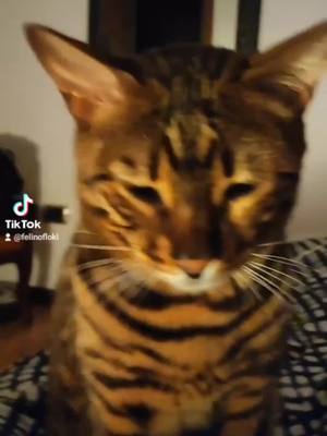 A post by @felinofloki on TikTok caption: #小猫 #felinofloki #imperfect #loveit #amore #bengalcat #2025 #voliamoneiperte #neiperte #fypシ 