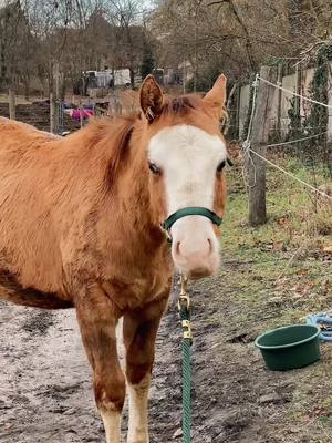 A post by @_sonnenpferdchen_ on TikTok caption: #CapCut ich freu mich so auf den Fellwechsel😅😅 er wird so gut aussehen🤩 #fohlen #horseowner #painthorse #colt #hebgstfohlen 