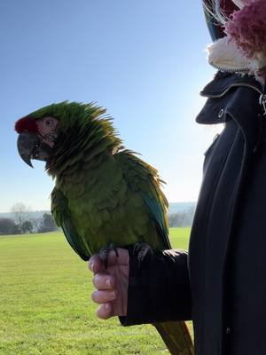 A post by @shelbythemacaw on TikTok caption: I love crisp cold winter mornings. It’s 2 degrees today, but without fail since the summer we have flown every other day at a bare minimum, only missing a couple of flies thanks to some crazy winds. This helps maintain fitness and health throughout the winter, which boosts immunity during a time when illness is more common #animallove #viral #fyp #parrot #birds #parrothusbandry #shelbythemacaw #freeflight #theaviary 