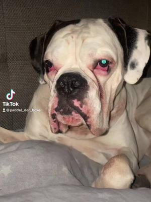 A post by @paddel_der_boxer on TikTok caption: #hundeliebe #hunde #liebe #sauer #boxer #dogge 