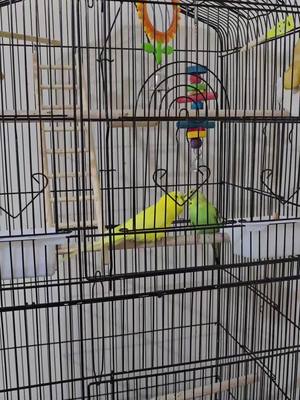 A post by @badgies.fun on TikTok caption: our budgies #budgies #budgieskissing 