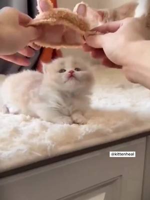 A post by @kittenheal on TikTok caption: #cat #cats #catsoftiktok #petlove #catsvideo #catlover #pet #Love #cute #lovecat #fypageシ #fyp #foryoupage #foryou