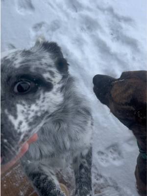 A post by @tayymoreno on TikTok caption: Puppy’s first snow 🤍🥹🥹 #puppysfirstsnow #snow #snowingintexas #texassnow #texasweather 