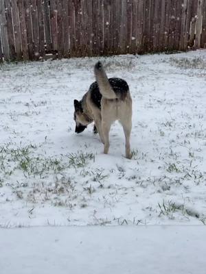 A post by @jace_newman_26 on TikTok caption: Lil snow guy #fyp #snow #germanshepherd #texas #fortworth #dog 