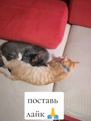 A post by @nadusha19800 on TikTok caption: яяя#красуня #милота #котятки#любимчикимои❤️🤗😍😘