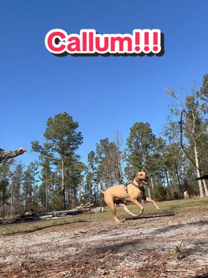 A post by @callumtheridgy on TikTok caption: Callum is always playing games 😅 #PetsOfTikTok #dogs #dogsoftiktok #comedy 