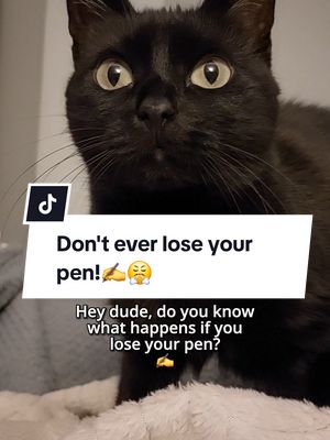 A post by @kitty.theduchess on TikTok caption: Don't lose your pen!✍️😤#funnycats #catsoftiktok #funnyvideos #catmemes #cats  #kittytheduchess Ft. @Poppy The House Kitty 💕 