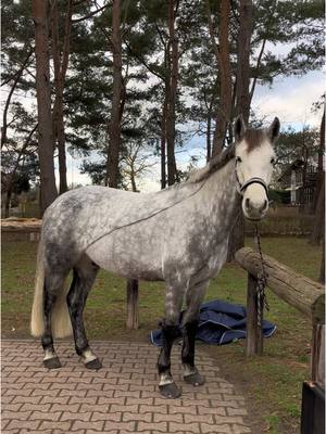 A post by @ah.fotografie on TikTok caption: Tiger musste nochmal umziehen😵‍💫🙈 Um wieviel Uhr seht ihr das Video?🤔 #horse #equestrian #fyp #foryou #connemara #connemarapony #HorseRiding 