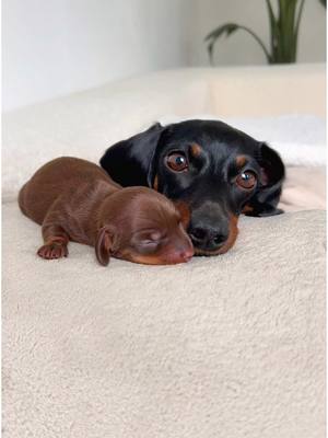 A post by @loulouminidachshund on TikTok caption: Happy Birthday sweet Coco. 5 years old. From adorable playful puppy to beautiful mother.