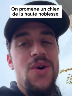 A post by @tibod_ on TikTok caption: Un vrai roi @Poulpitude 