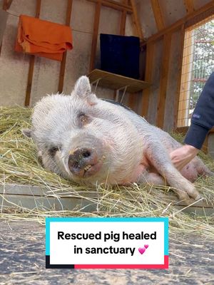 A post by @thegentlebarn on TikTok caption: Pearl has come so far these past couple of years 🥰 After being found abandoned in an orchard with tattered ears and wounds on her body, it was clear she had been through so much trauma before finding safety at The Gentle Barn. With lots of care, love, and time, Pearl thrived! She now loves belly rubs, yummy treats, chatting with her barnyard friends, and most of all, spending time with her piggy family. Pearl will never be alone again ❤️ #piggy #animalrescue #sanctuary #thegentlebarn #pigsoftiktok #rescue #cute #fyp 