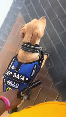 A post by @ledbylurcher on TikTok caption: Draft from like October I think #servicedog #workingdog #intraining #DogTraining #servicedogintraining #SDIT #Labmix #sighthoundmix #lurcher #Arizona #dojacat 