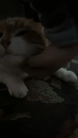 A post by @cowgirl506 on TikTok