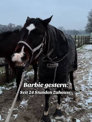 A post by @barbarella_s_ on TikTok caption: Sie frisst schlecht und wenn nur loses Heu. Sie trinkt schlecht und wenn nur offenes Wasser. Woran liegt das? Am Sturz von vor vier Wochen? An der Bewegung? In der Klinik bekam sie drei mal am Tag Heucobs, hier hat sie nur Heu. Gestern Abend haben wir sie wieder in die Klinik gebracht. Der ganze Uterus wurde geschallt, der Bauchraum - sie war wieder dehydriert. Heute wird der Kopf/Zähne auf links gedreht in der Hoffnung was zu finden. Wir wissen sonst alle nicht mehr weiter und ich hab Angst sie zu verlieren. 