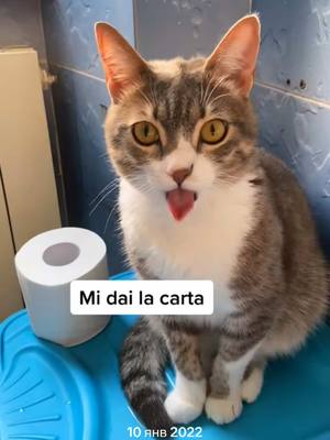 A post by @milo4ka16 on TikTok caption: #ВэтотДень #mila#cat#language#