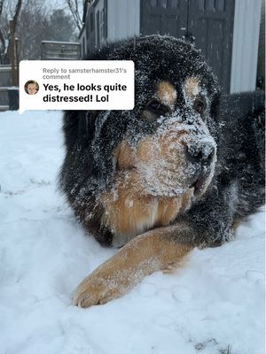 A post by @ruger_and_willow on TikTok caption: Replying to @samsterhamster31 so distressed! 😫😂😂 I love how he plows his face right into the snow 🩵 #tibetanmastiff #snowdog #snow #maryland  *for those who don’t know, this is not my audio lol 