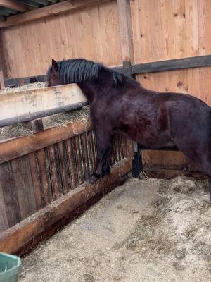 A post by @annaroediger on TikTok caption: Da war noch was in meinen Entwürfen 🐴😂#pferdeliebe #pony #welsh #kinderpony 