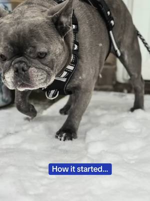 A post by @cashmoneyparkinson on TikTok caption: Snow…no thanks! 😂#2025 #snow #frenchiesoftiktok #frenchie 