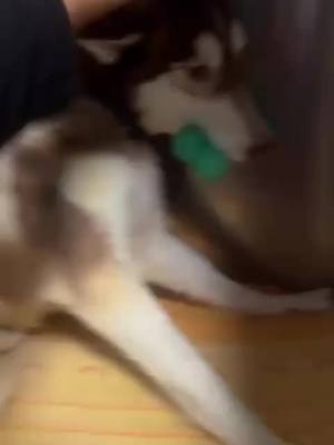 A post by @francescascerbo78 on TikTok caption: 🙏🏻 HOACKING CERCA ADOZIONE O STALLO IDONEO ❤️‍🩹 💭 Vi ricordate di lui? È il cucciolo di husky con spina bifida attualmente in gabbia di degenza.  🐶 Ha bisogno di qualcuno che lo assista e lo accolga! 📞 Contattaci al +39 340 591 0203 se puoi aiutarlo.  #rifugiofata #adozionecani #rifugiofataodv #calabria #lameziaterme #adotta #cane #donazione #dog #amiciaquattrozampe #adottauncane #adottanoncomprare #adottami #adottauncanedalcanile #adoptdontshop #pets #randagi #cuccioli #puppy #aiuto#perte #neipertee #andiamoneiperte 