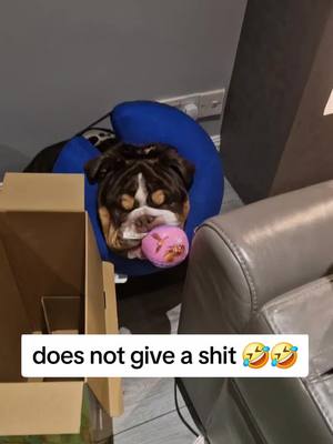 A post by @joahrens0 on TikTok caption: #walter #bulldog #noshits 🤣🤣