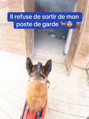 A post by @redmalinois31 on TikTok caption: Vidéo GoPro de mon entraînement cynophile 🐕💪🏼 #redog #agentcynophile #maitrechien #fakebody #security #miseenscene 