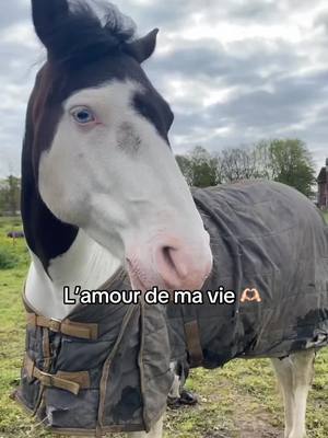 A post by @ideodestroisvallees on TikTok caption: Le cheval de ma vie 🫶🏻 #pourtoi #fyp #chevaux #equitation #painthorse #ideodestroisvallées #lamourdemavie #devinelapersonne 