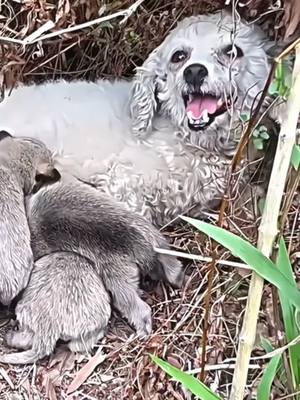 A post by @spxmac.z on TikTok caption: she was asking for help, to save her cubs 🥺❤️ #salvandovidas #viral #emotional #humanity #seresdeluz #resgateanimal 