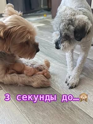 A post by @anchutka22 on TikTok caption: Бывает и такое)