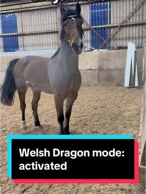 A post by @whizzywackywelsh on TikTok caption: Welsh dragon season is upon us  #whizzywackywelsh #cute #equestrian #pony #welshd #funny #prancing #dragon 