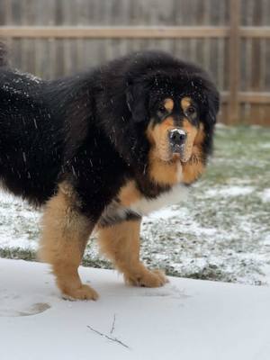 A post by @ruger_and_willow on TikTok caption: Just a boy who loves the snow ❄️🩵 #tibetanmastiff #woof #bigdog #peekaboo #snow #cooldog #dog 