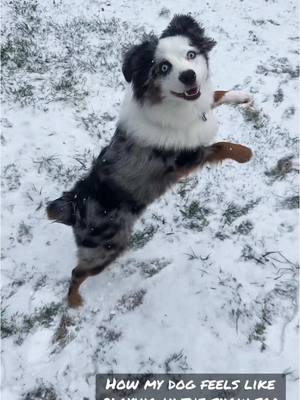 A post by @sierrahedgecock3 on TikTok caption: 🐾❤️❄️❄️#minitureaustralianshepherd #fyp #4yp #iloveyou #snow #snowday #puppy 