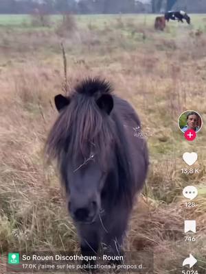 A post by @lesaneriesdegigi on TikTok caption: Je suis tendue de ce que j’ai vu #gigiteam #chevaltiktok #trotteurfrançais #chevalpassion❤️ #trotteurfrançais🐎 #horse 