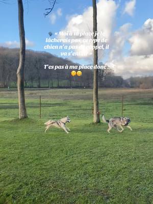 A post by @baby_dlh on TikTok caption: Arrêtons les clichés sur les husky 🥱  Et vous qu’est-ce qu’on vous a déjà dit au sujet de votre chien ? 😊  Avec les loulous de @Tenko_uma_myra ✨  #husky #chienlouptchecoslovaque #chien #fyp 