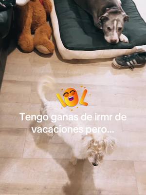 A post by @ittts.angel on TikTok caption: #viajes #vacation #vacaciones #pero #dogsoftiktok #videos #paratiiiiiiiiiiiiiiiiiiiiiiiiiiiiiii #for #you #page #😂 #🤣 