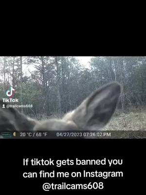 A post by @gcsphotography on TikTok caption: #tiktokusa🇺🇸 #tiktokban #ban #funnyanimals #deer #animalsoftiktok 