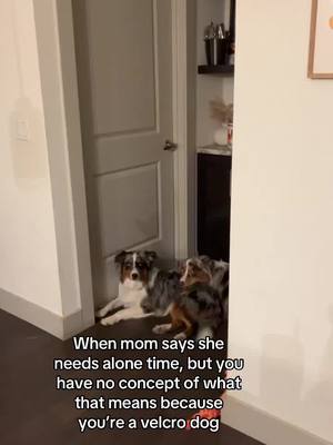 A post by @canyon_in_the_wild on TikTok caption: Let us in!!!😢 #australianshepherd #aussiesoftiktok #funnydog #velcrodog 