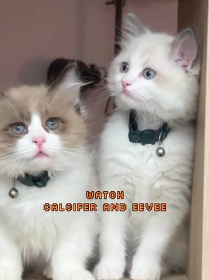 A post by @huskylifewithzoro on TikTok caption: having two kitten ragdolls growing up together? best decision ever! #fyp #cat #catsoftiktok #catlover #cattok 