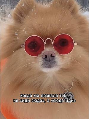 A post by @sherdochka on TikTok caption: tgk: sheerdogs #новокузнецк