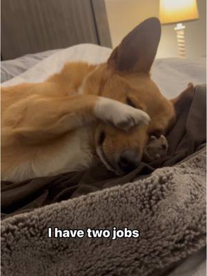 A post by @ralphysircorgalot on TikTok caption: I’m still producing content 😤 #fyp #corgisoftiktok #corgi #tiktokban #dog 