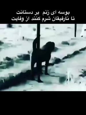 A post by @25_ba_to_che_25 on TikTok caption: #شمالی_بزرگ #شمالی #foryou #foryou #challenge #afghanistan #کوهدامن #foryou #challenge #challenge #afghanistan #کوهدامن #foryou #fpyシ #کوهدامن_هوای_تازه_داره🦅🐅 #کوهدامن 