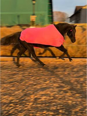 A post by @spickiee on TikTok caption: Mein kleiner Wolf im Schafspelz 🫣 oder einfach Magic und ihre 5 Minuten 🤣  #equestrian #traber #pinklove #crazyhorse #spickiee #foryou