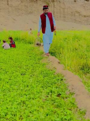 A post by @gilamanwazir11 on TikTok caption: #gilamanpashteen #viralvideo #foryou #foryoupage #viraltiktok @tajnaeempashteen 
