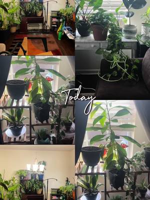 A post by @luvn_mystory on TikTok caption: Think I’m going to give my plants a little TLC today. #HappyPlace #snowedIN