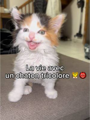 A post by @mr.luckylechat on TikTok caption: La vie avec un chaton tricolore sauvage 👹🐯 . ##chat##chaton##catlover##chats##chatfou##chatdrole##chattricolore##chatencolère##chatenerve##syndromedutigre